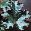 Heuchera 'Prince'