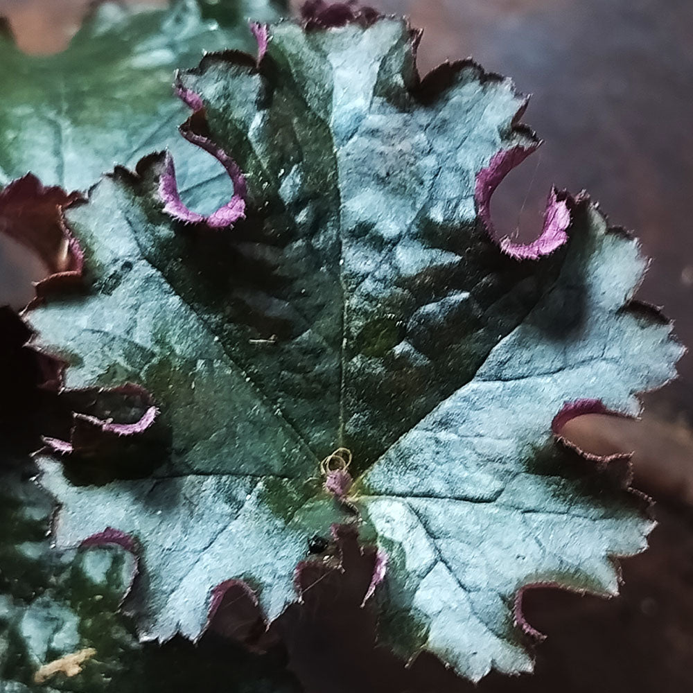 Heuchère 'Prince'
