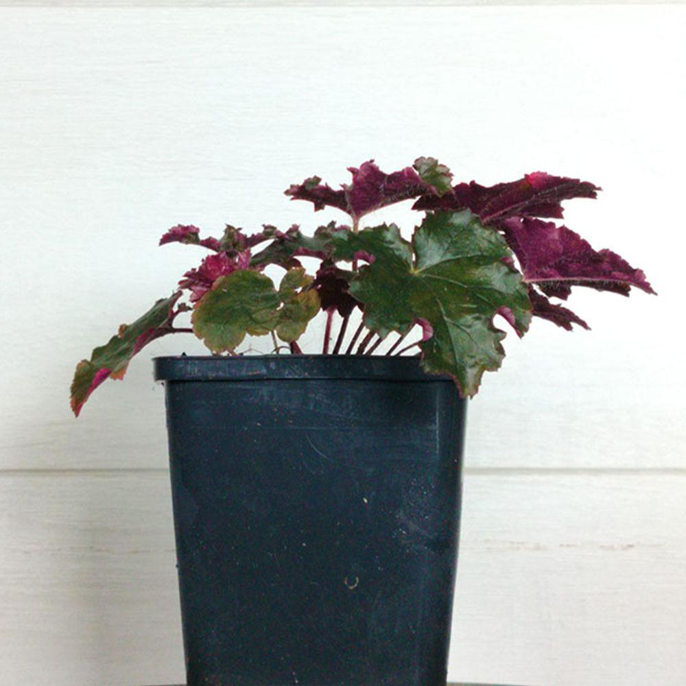 Heuchera 'Prince'
