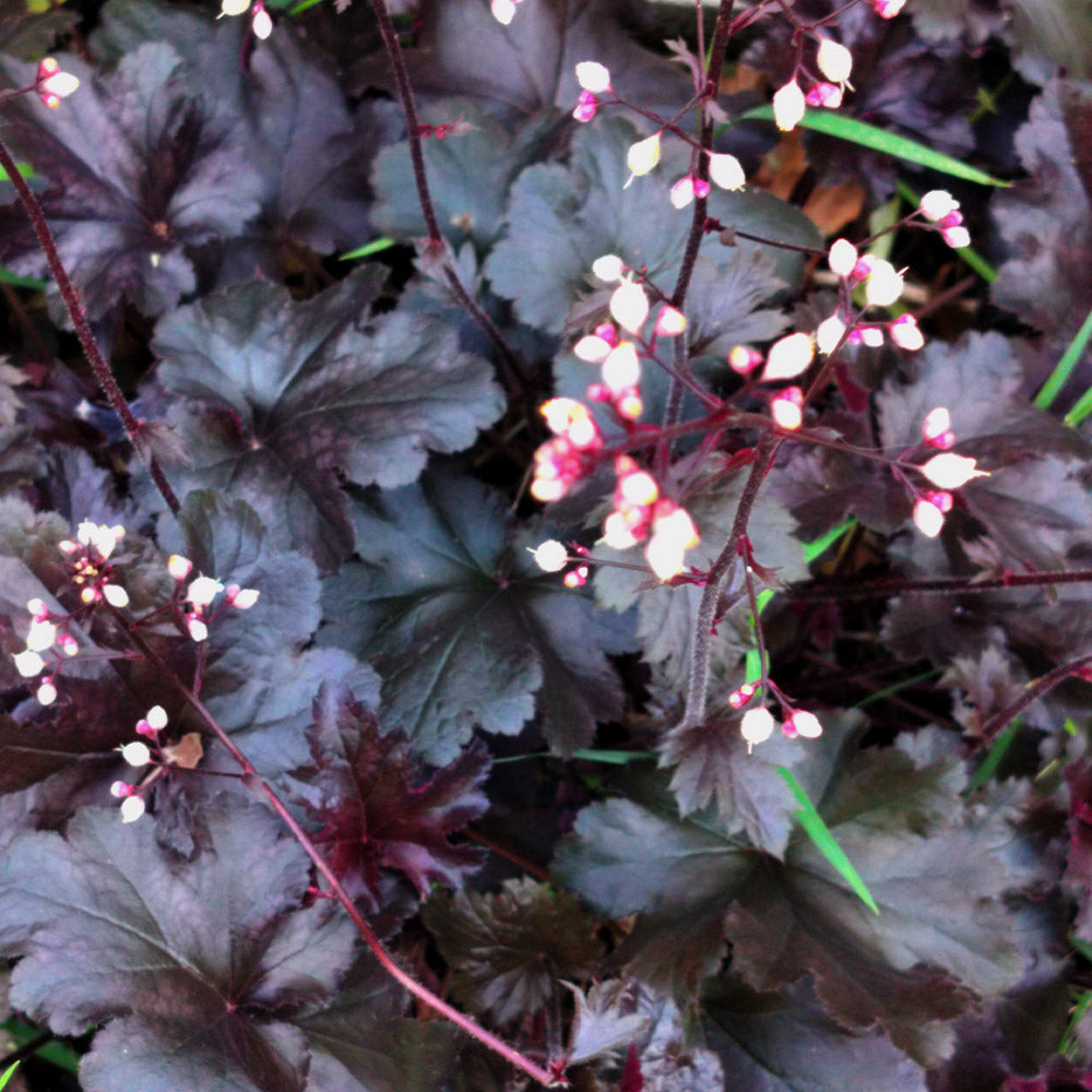 Heuchère x villosa 'Black Pearl'