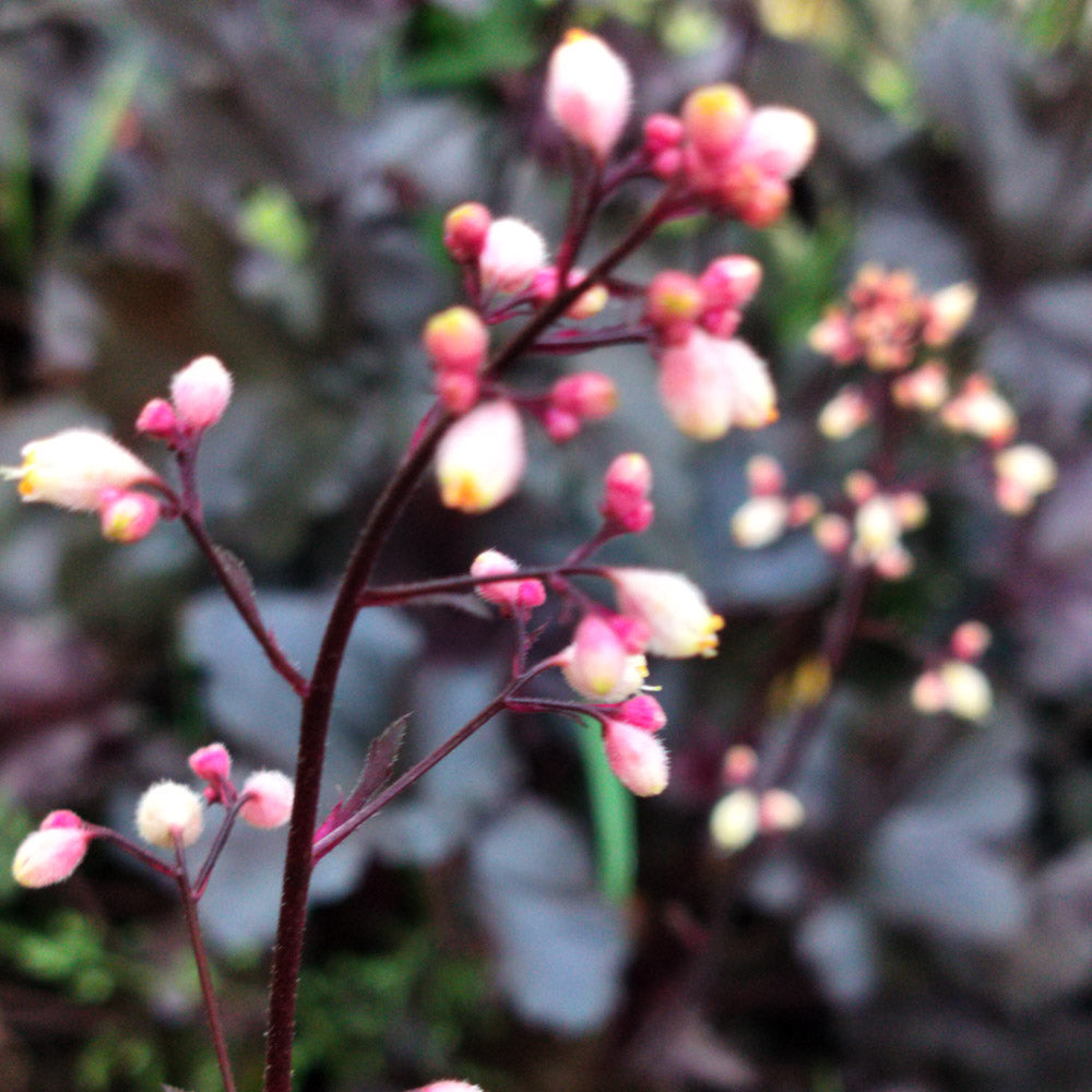 Heuchère x villosa 'Black Pearl'