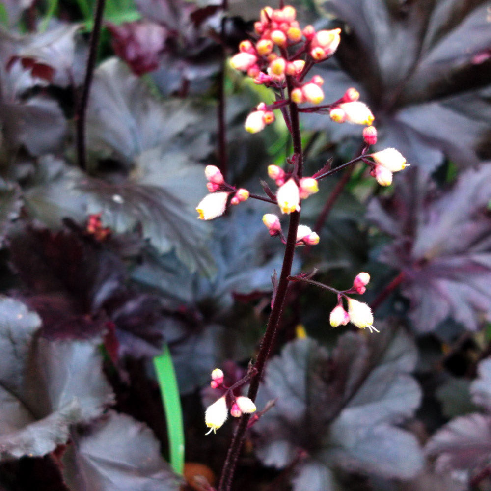 Heuchère x villosa 'Black Pearl'