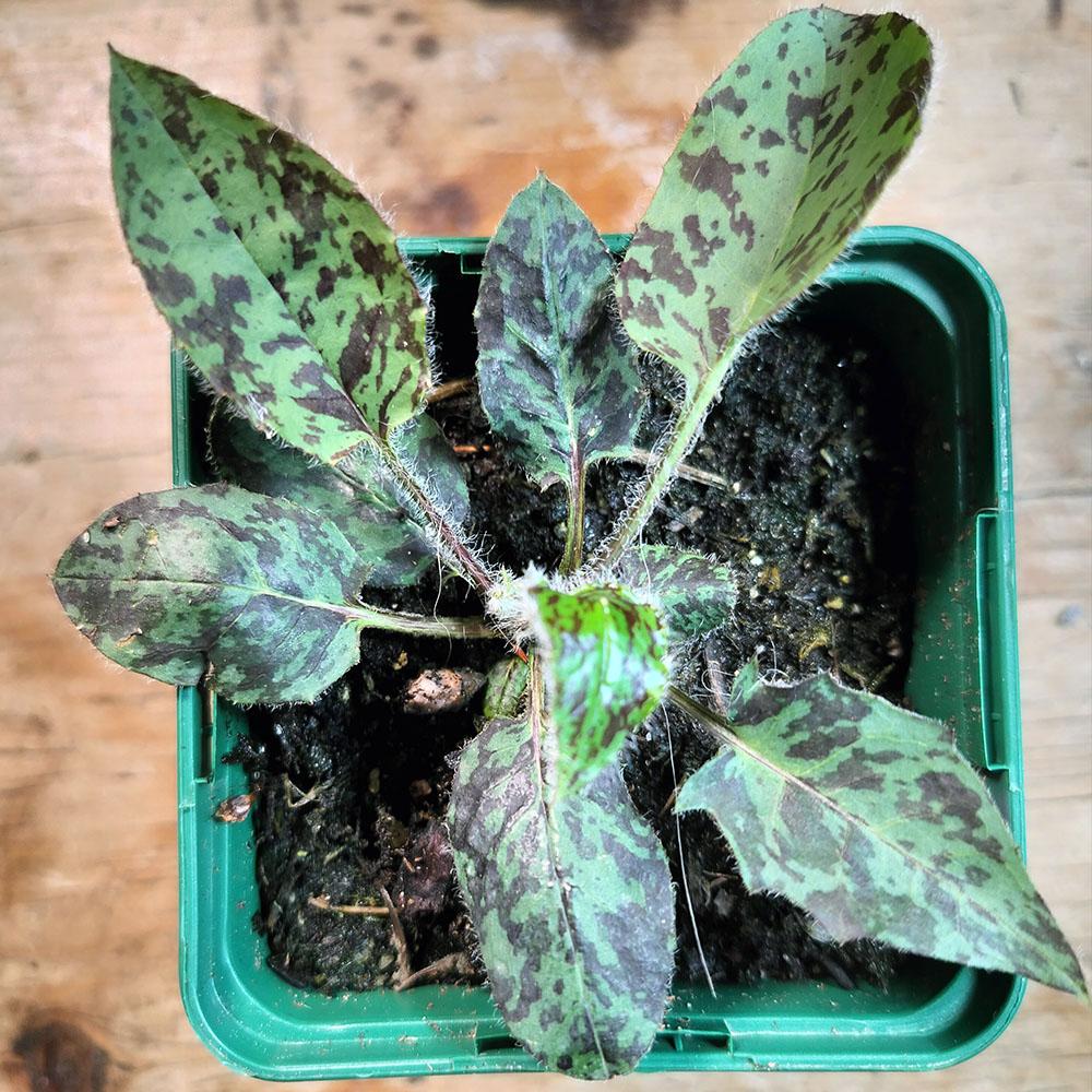 Hieracium maculatum Léopard 