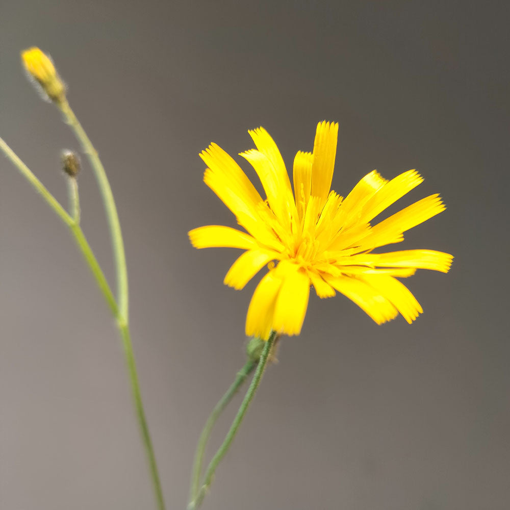 Hieracium maculatum Léopard 