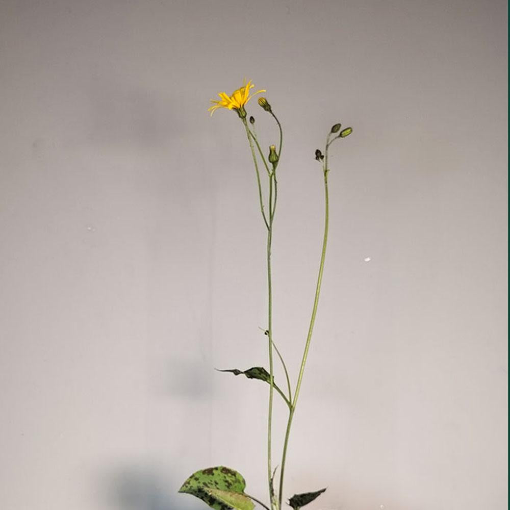 Hieracium maculatum Léopard 