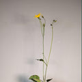 Hieracium maculatum Léopard 