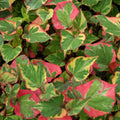 Houttuynia cordata 'Chameleon'