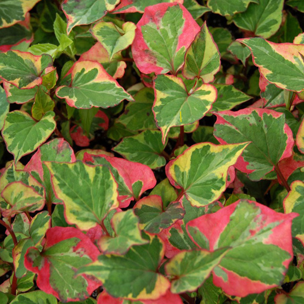 Houttuynia cordata 'Chameleon'