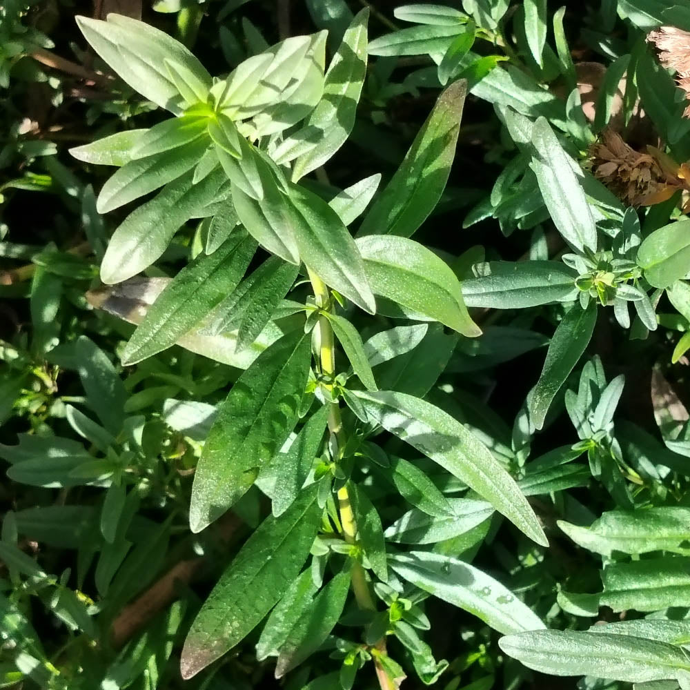 Hyssopus officinalis 