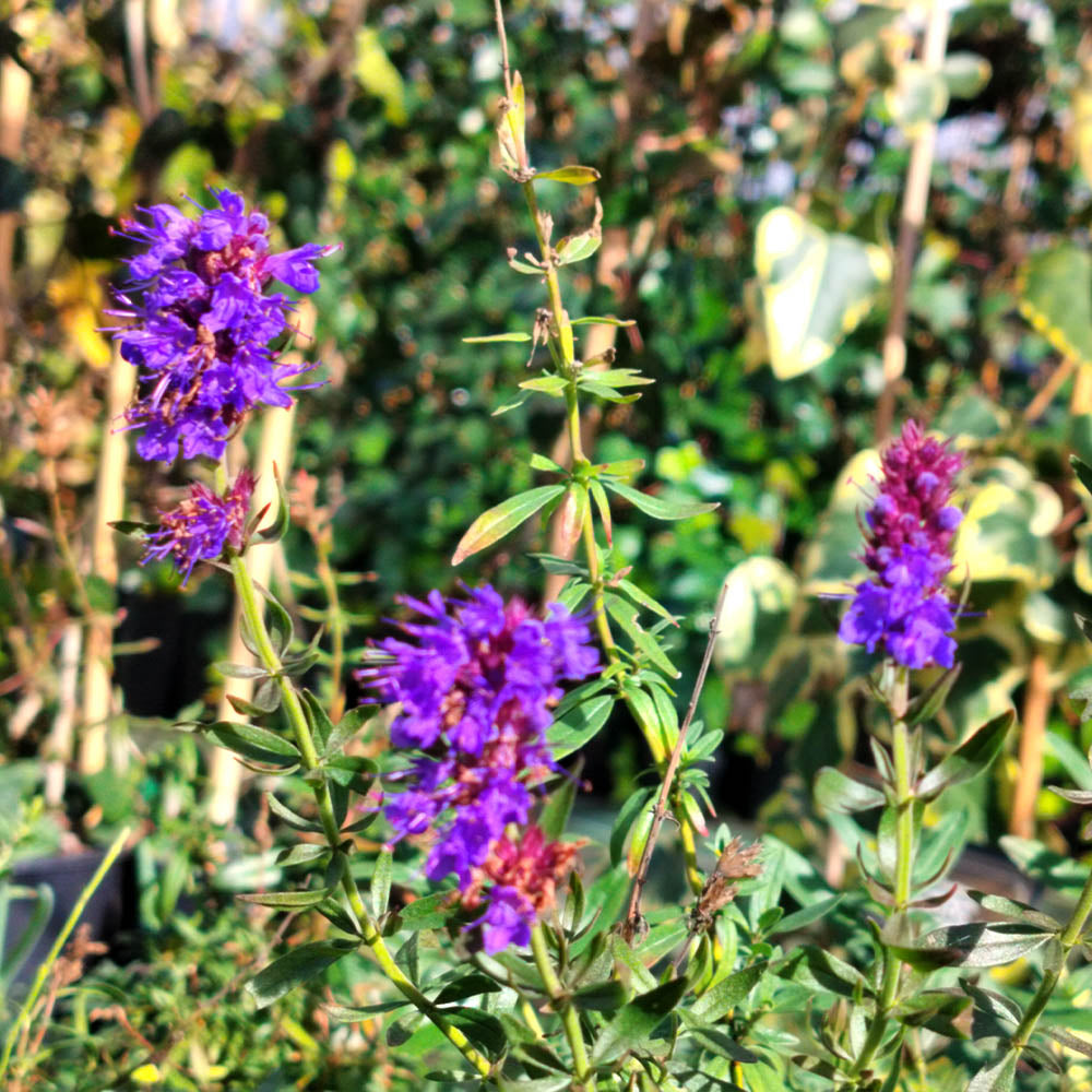 Hyssopus officinalis 