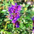 Hyssopus officinalis