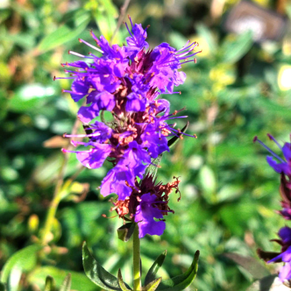 Hyssopus officinalis 