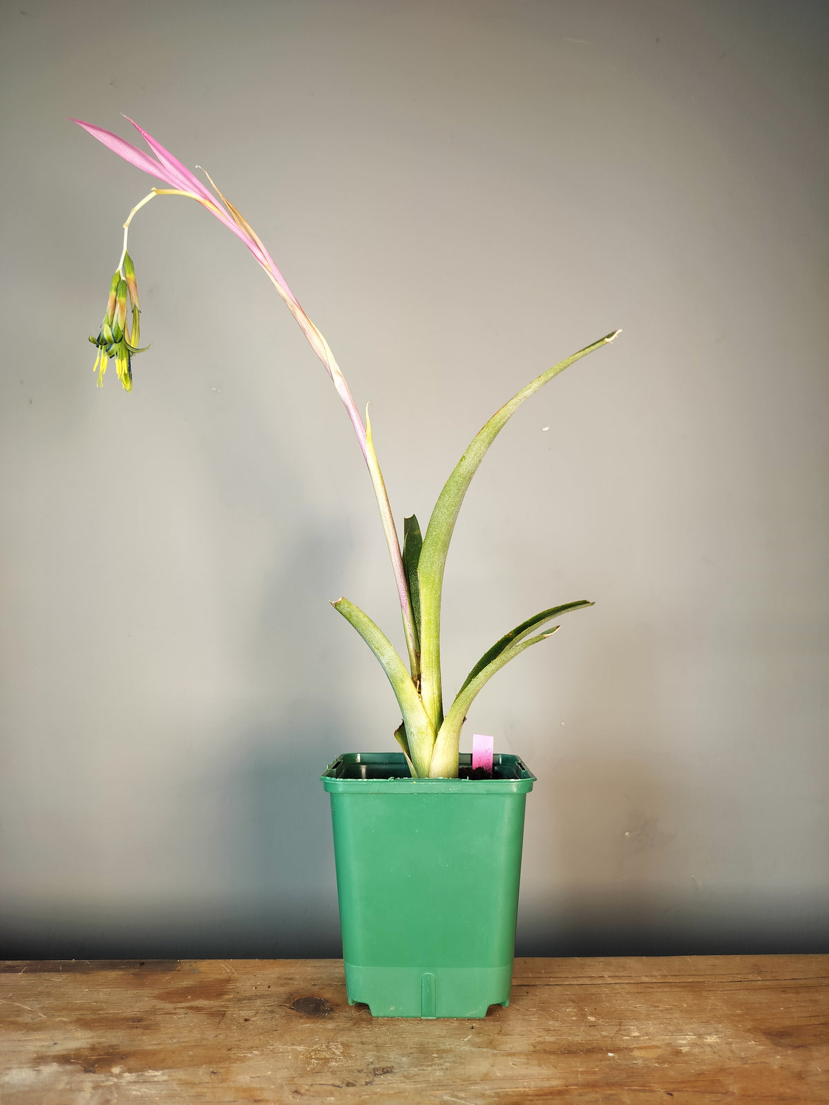 Billbergia nutans 