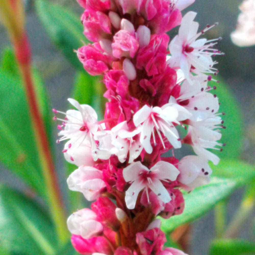 Persicaire Donald Lowndes 