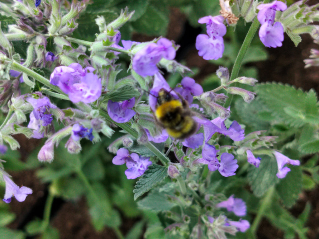 Nepeta x faassenii