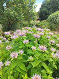 Monarde fistuleuse