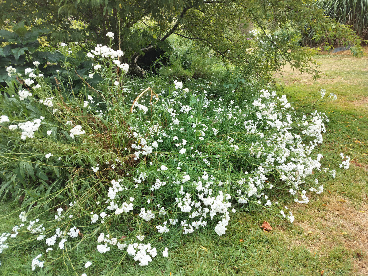 Achillea ptarmica Boule de Neige 