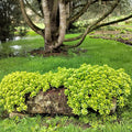 Sedum Weihenstephaner Gold
