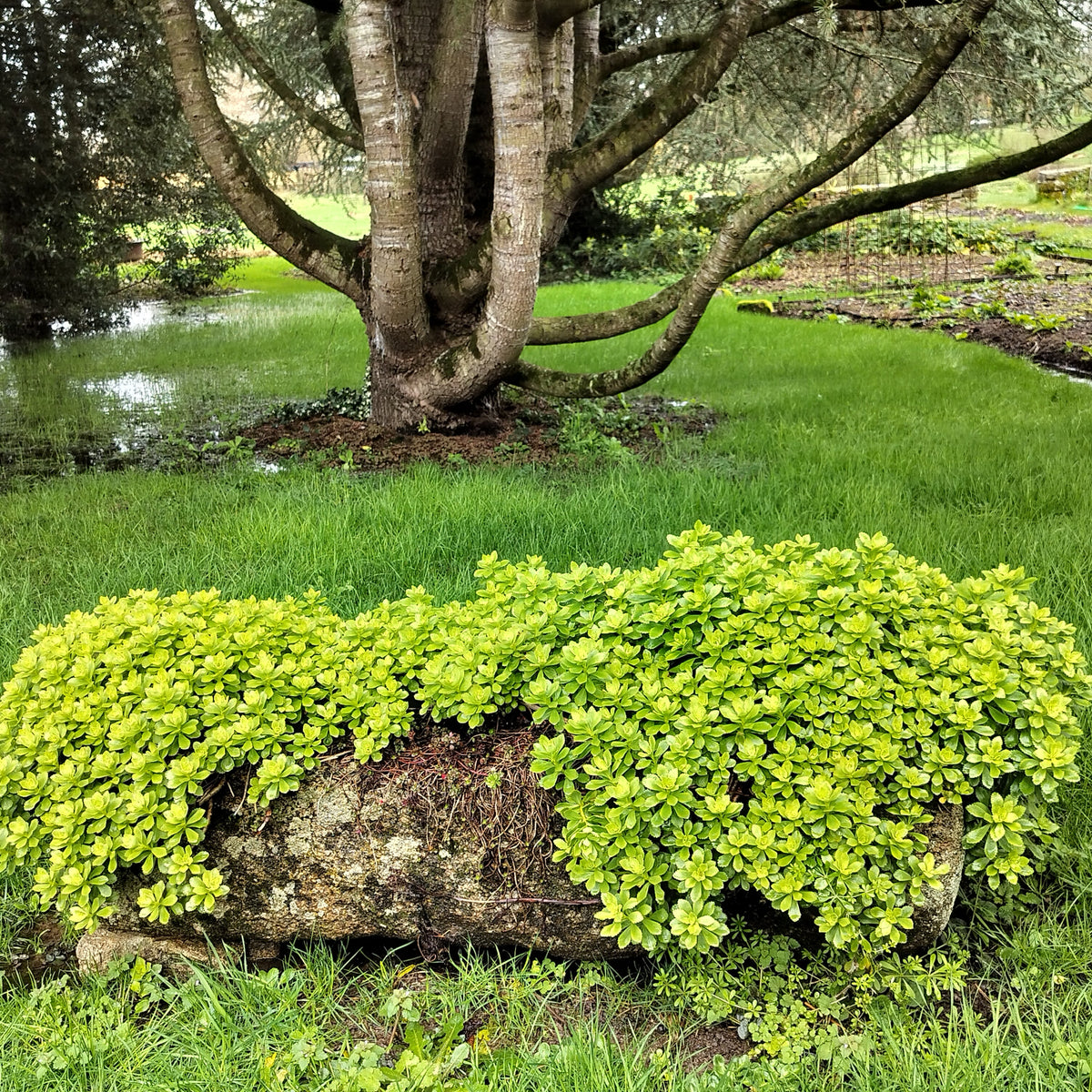 Sedum Weihenstephaner Gold