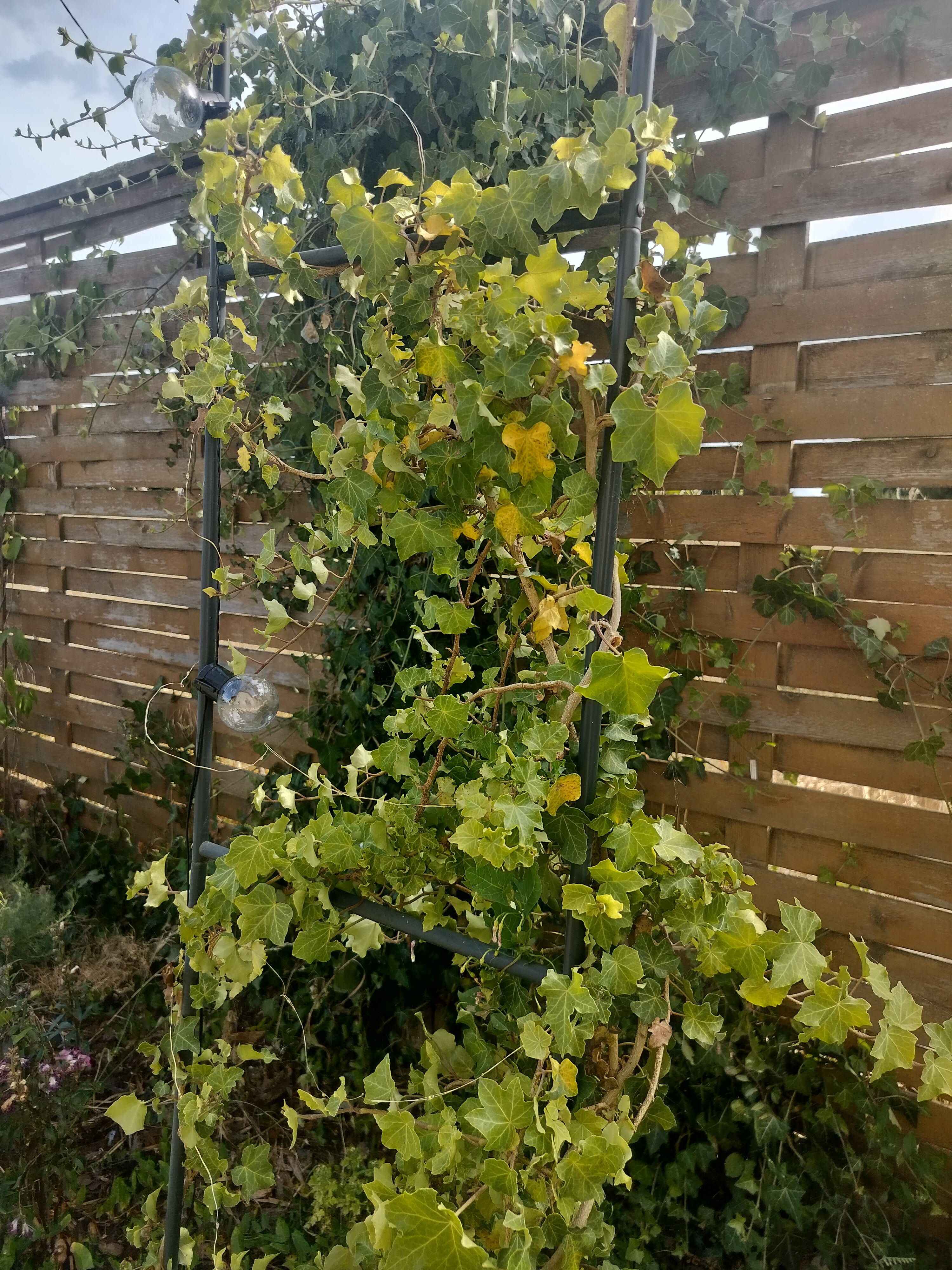 Hedera helix 'Parsley Crested'