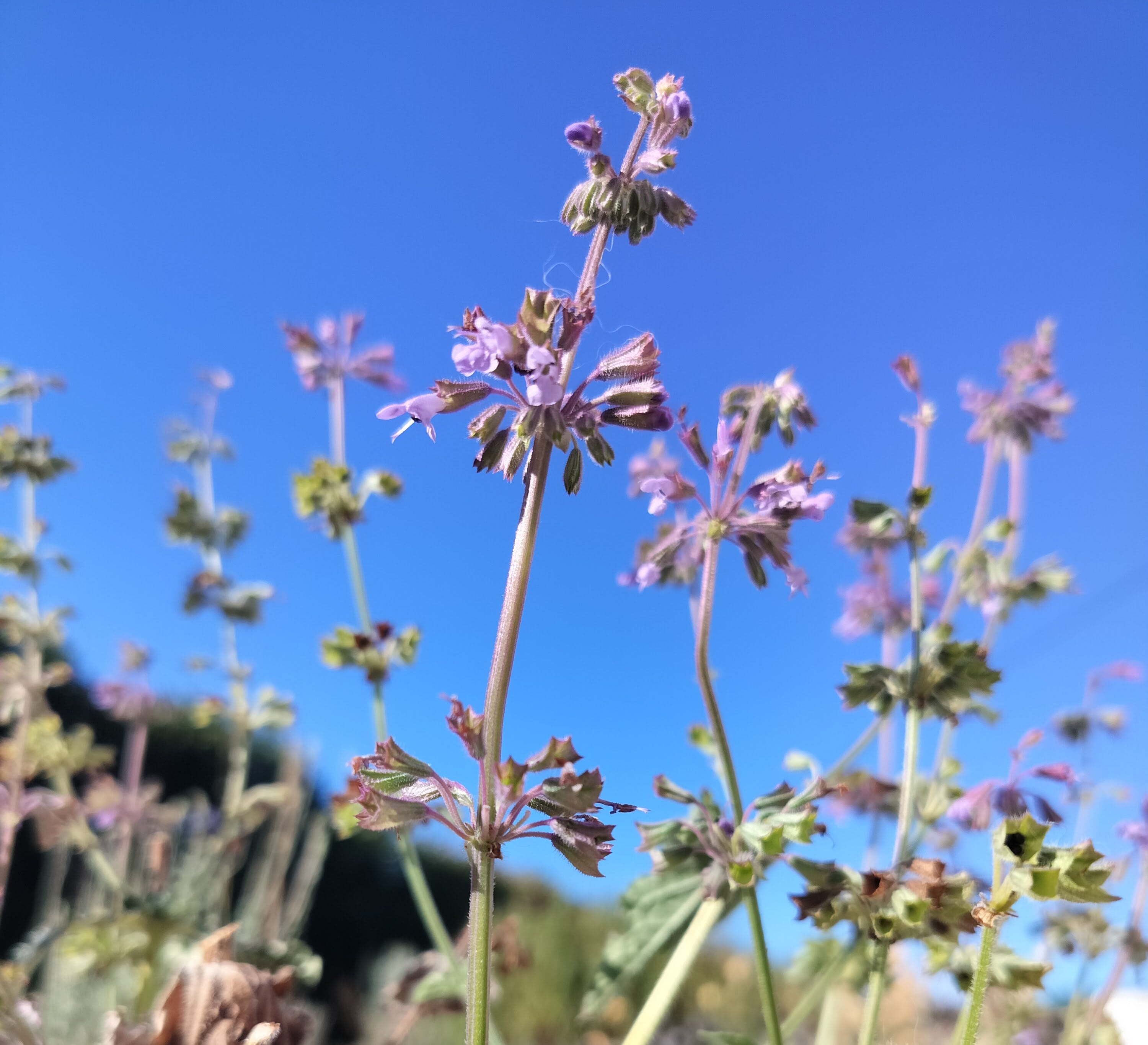 Salvia verticillata 'Endless Love'