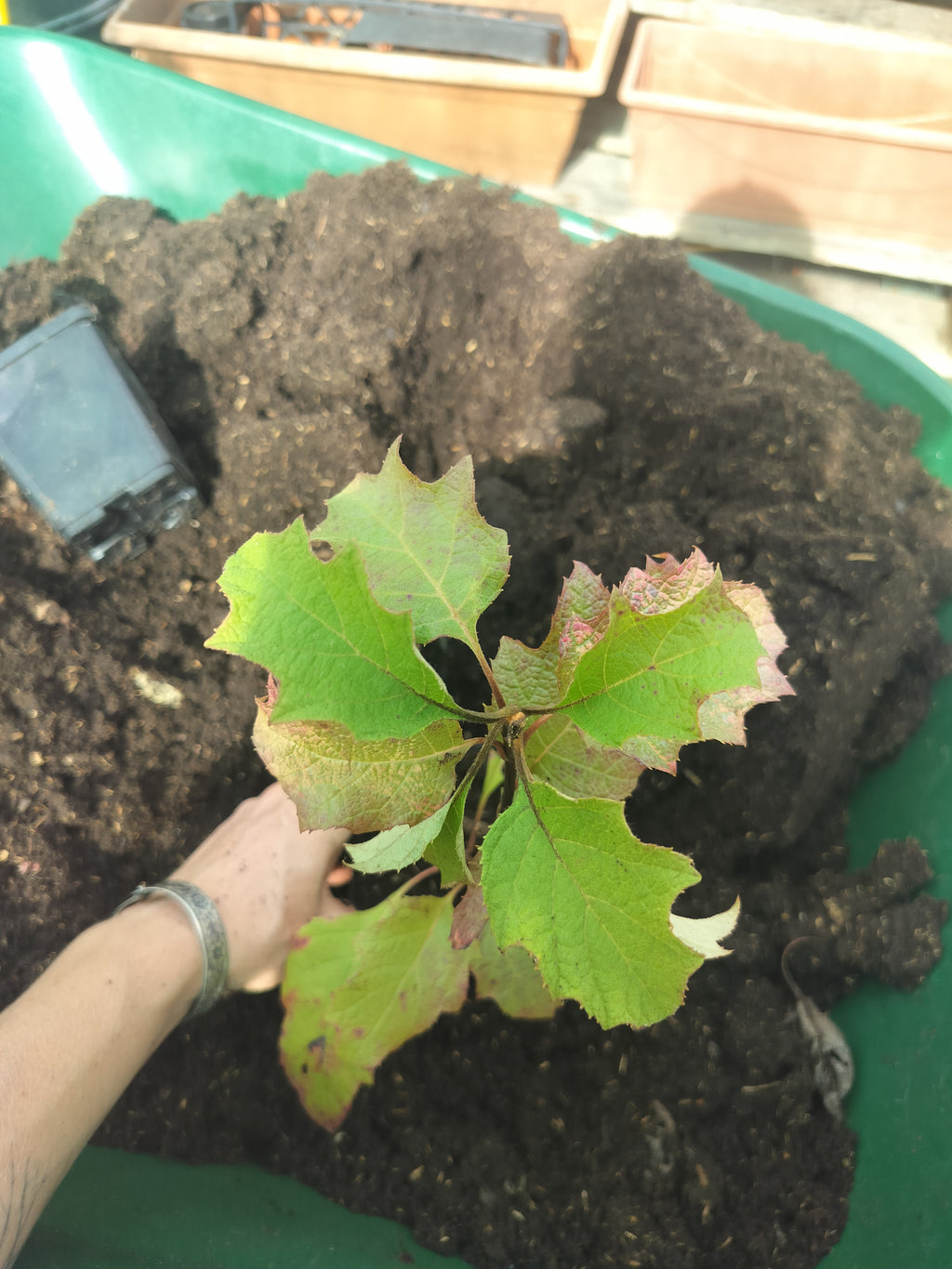 Hydrangea quercifolia 'Snow Queen'