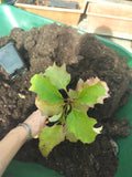 Hydrangea quercifolia 'Snow Queen'