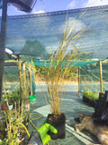 Stipa arundinacea