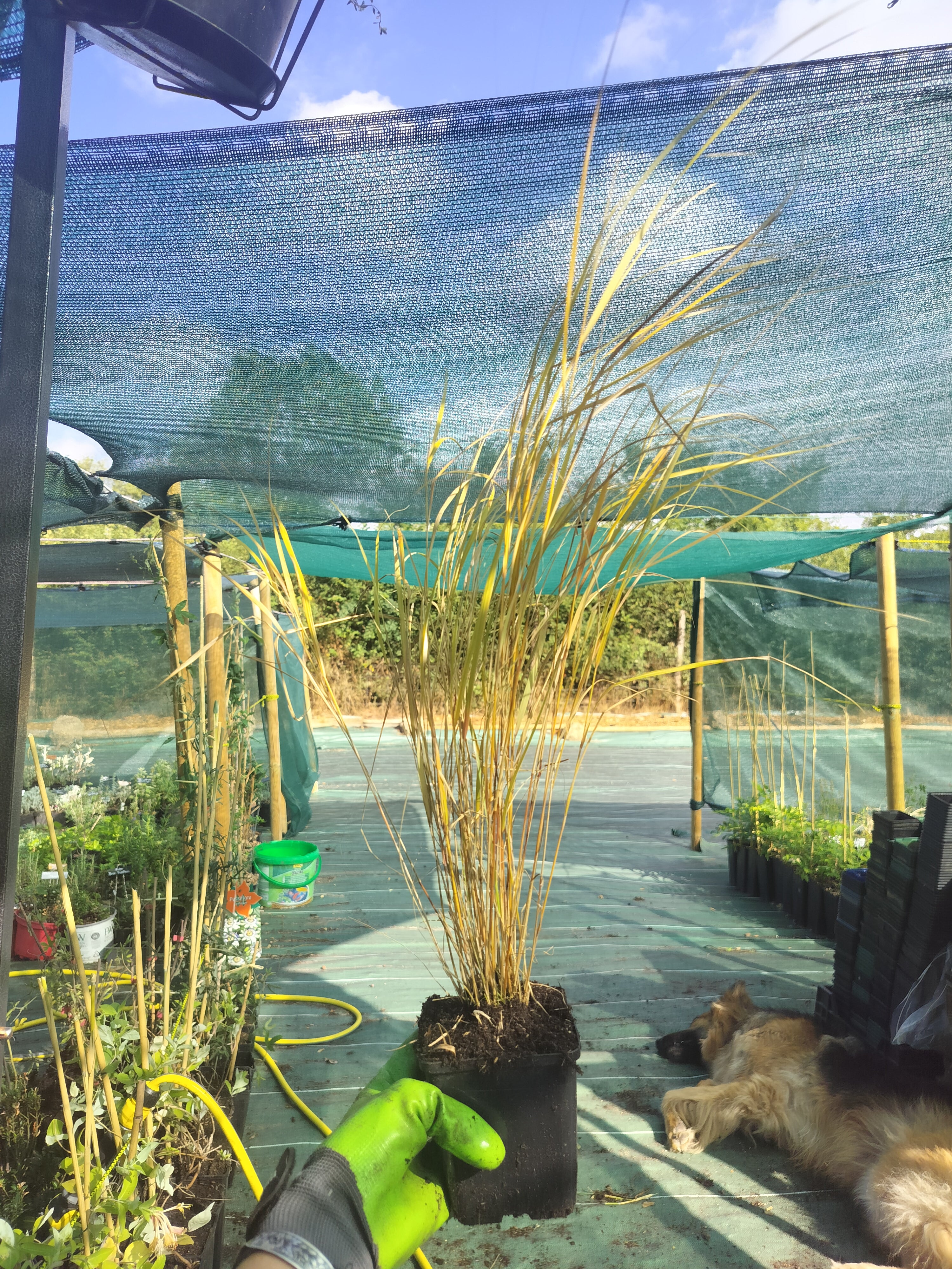 Stipa arundinacea
