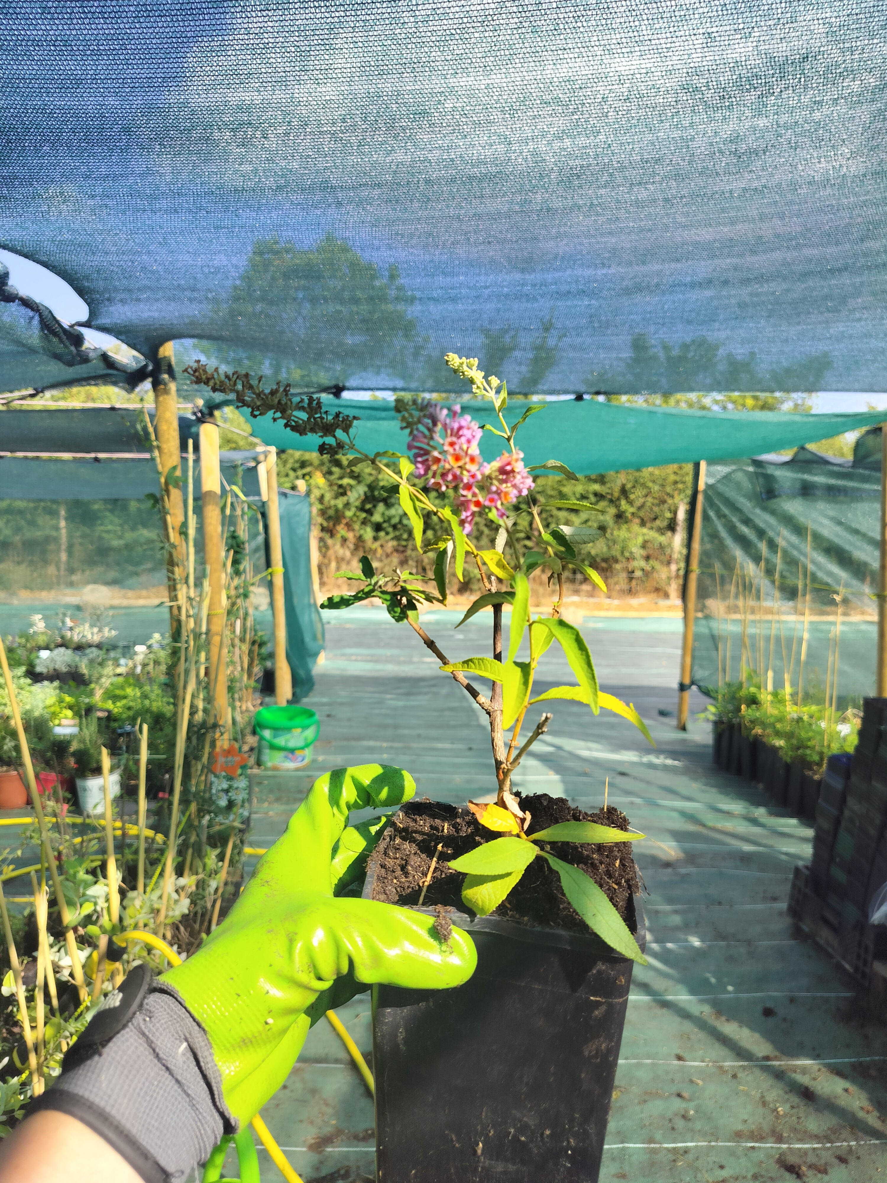 Buddleia x weyeriana 'Flower Power' - 2L