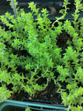 Sedum acre 'Elegans'