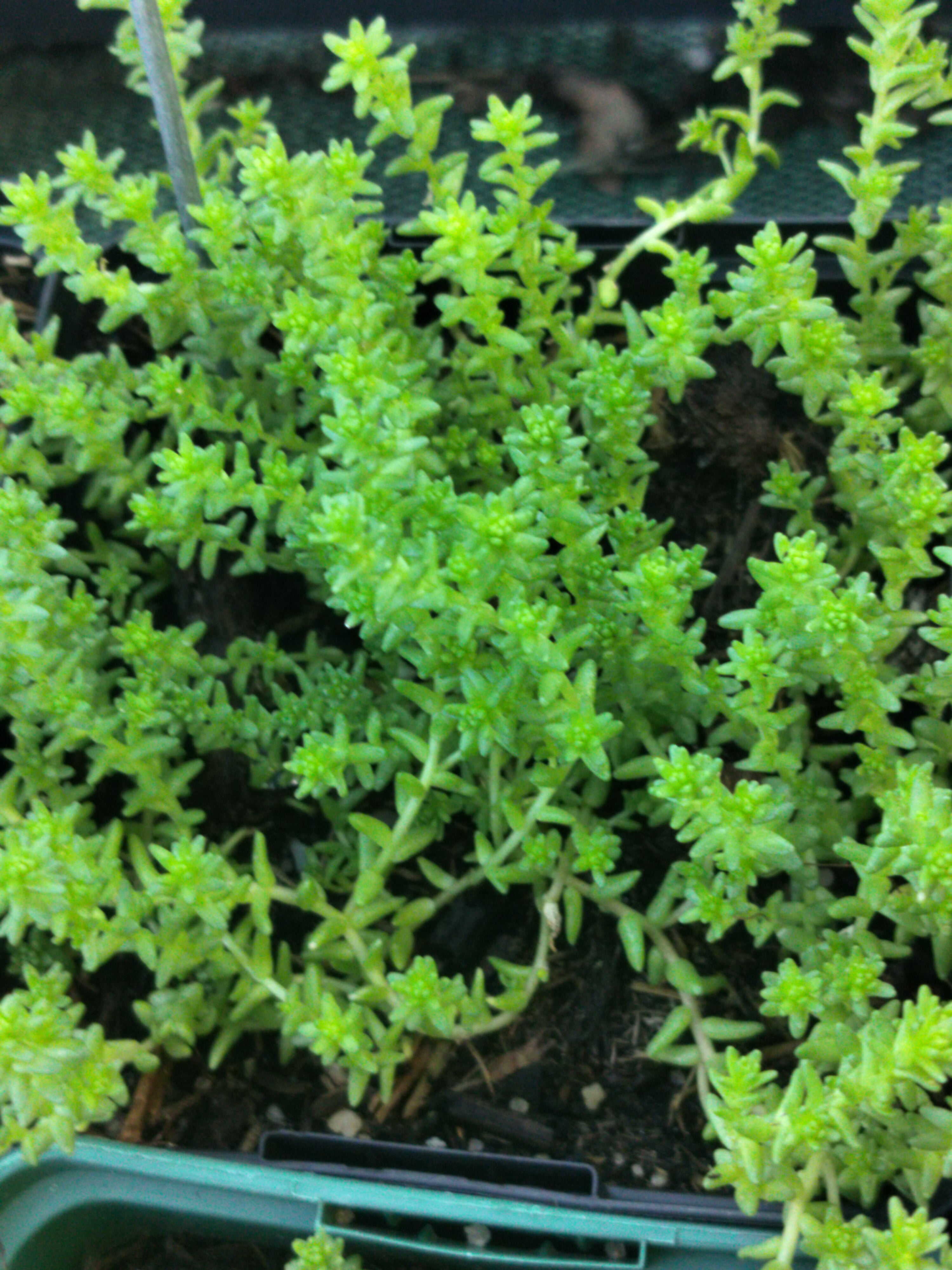 Sedum acre 'Elegans'
