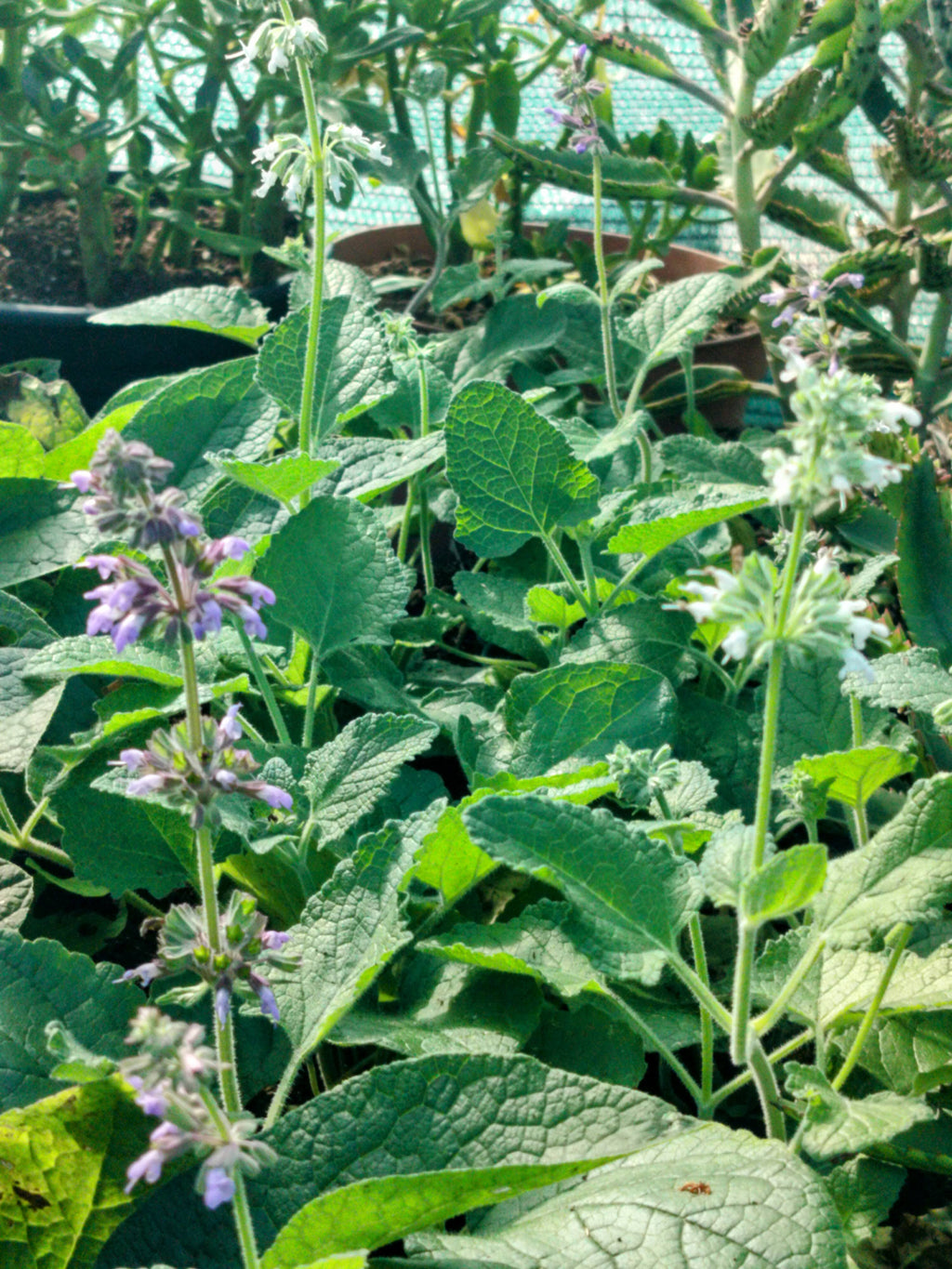 Salvia verticillata 'Endless Love'