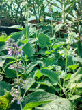 Salvia verticillata 'Endless Love'