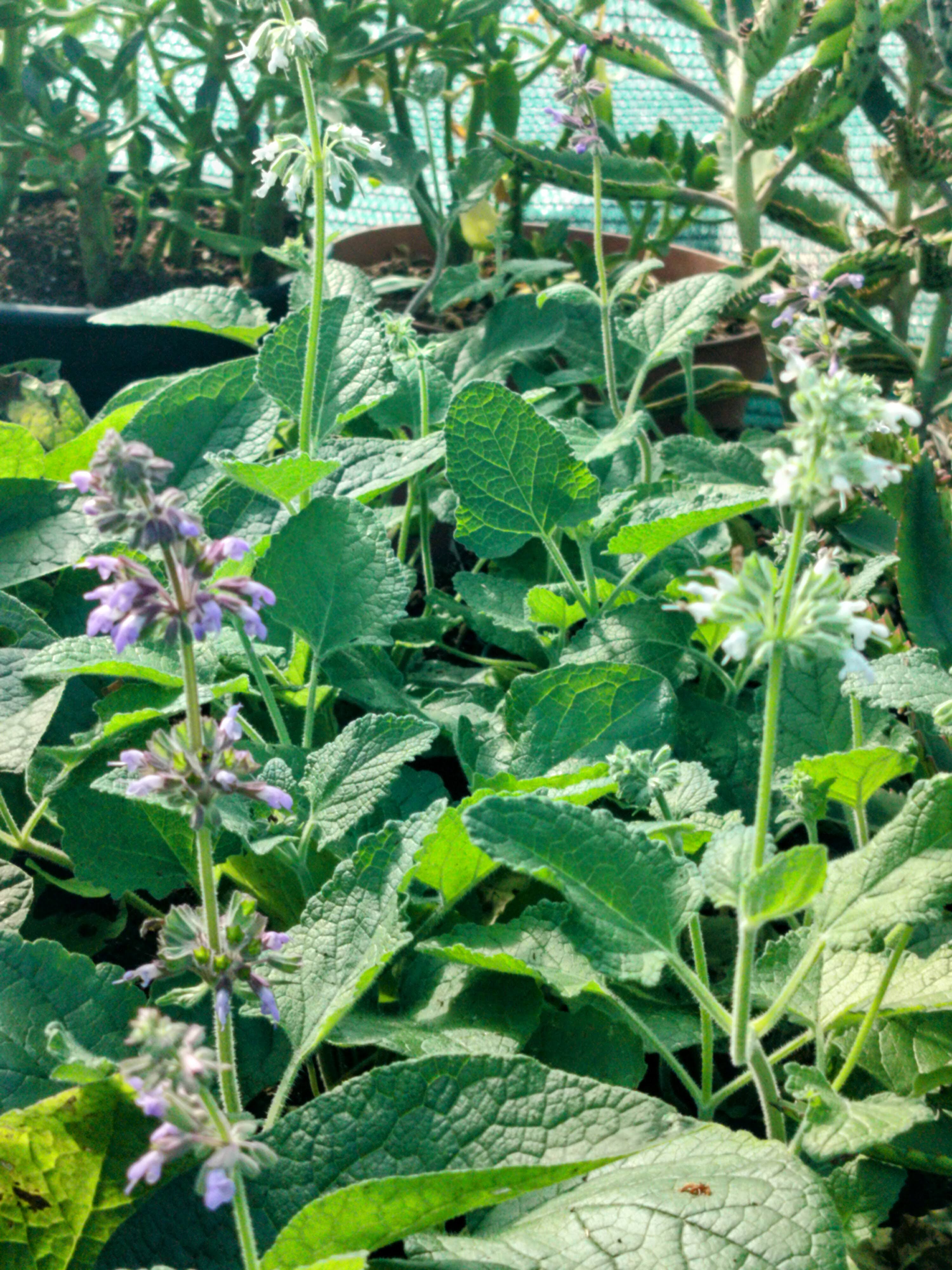 Salvia verticillata 'Endless Love'