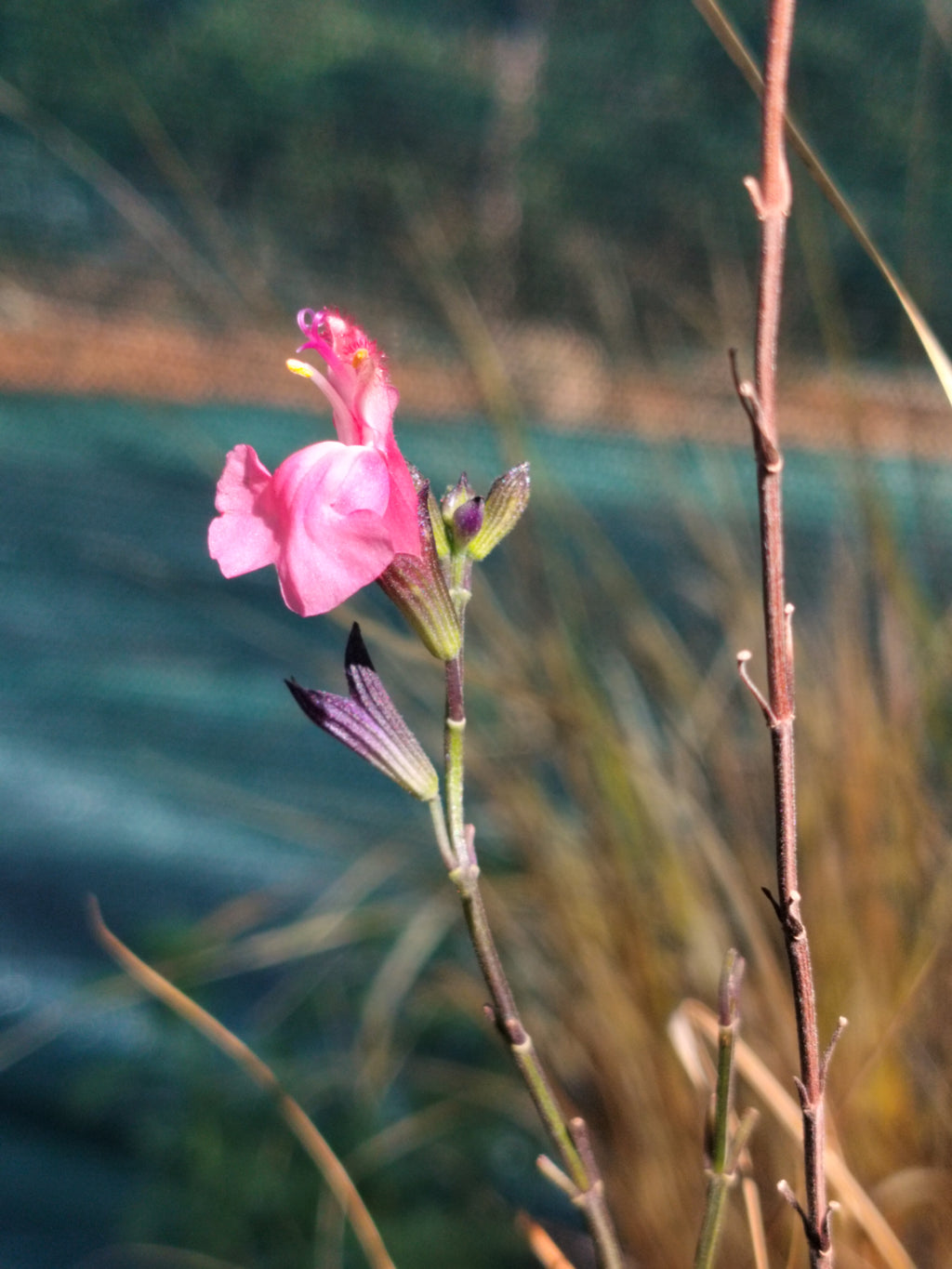Salvia x juminensis 'Pluenn'