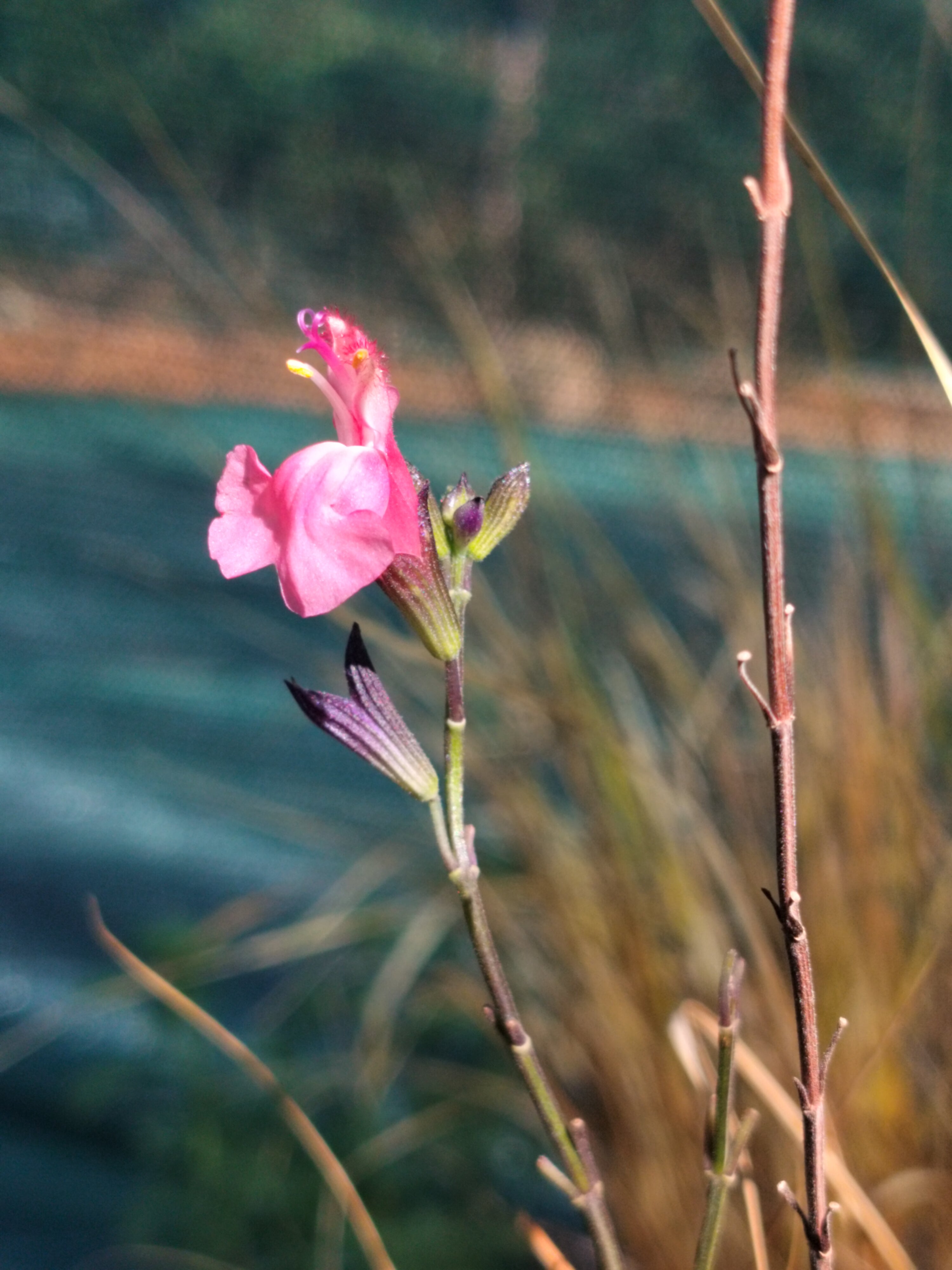 Salvia x juminensis 'Pluenn'