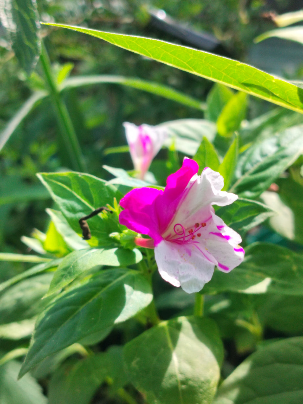 Mirabilis jalapa 'Marbles Mix'