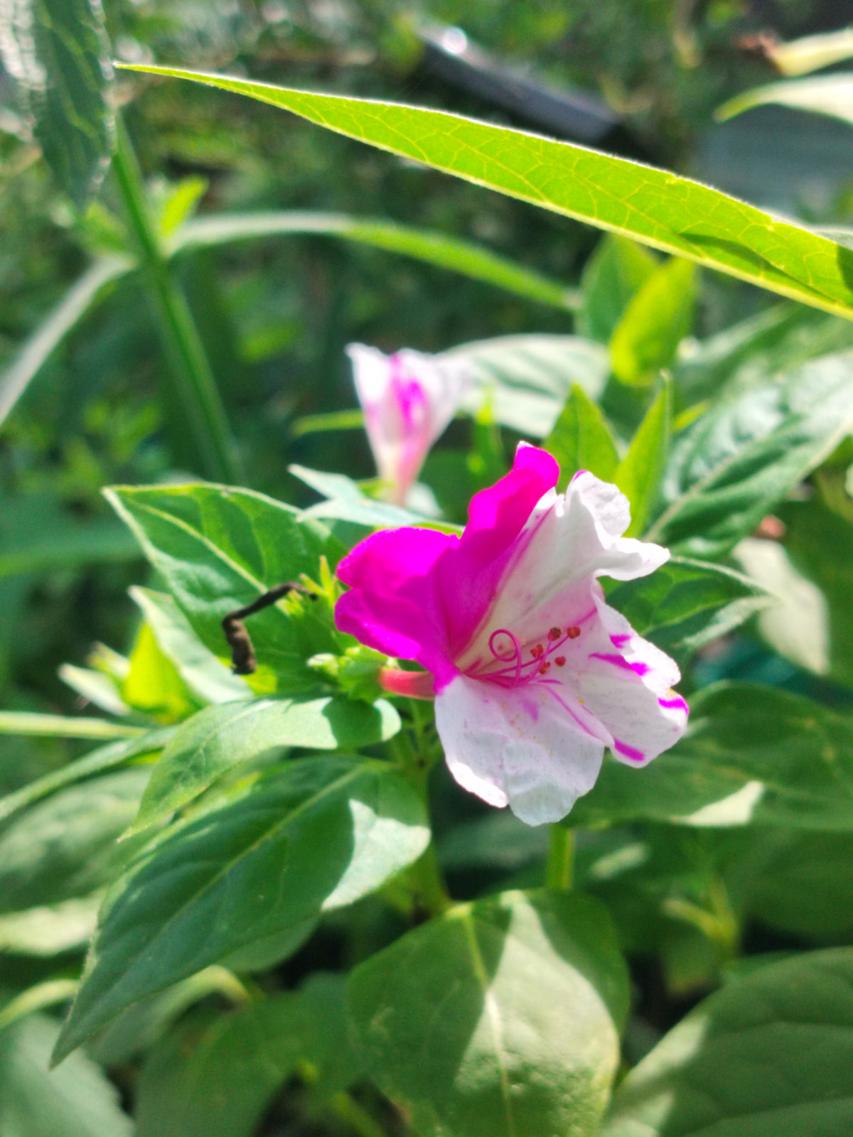 Mirabilis jalapa 'Marbles Mix'