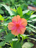 Mirabilis jalapa 'Saumon Sunset' - Belle de Nuit Unique