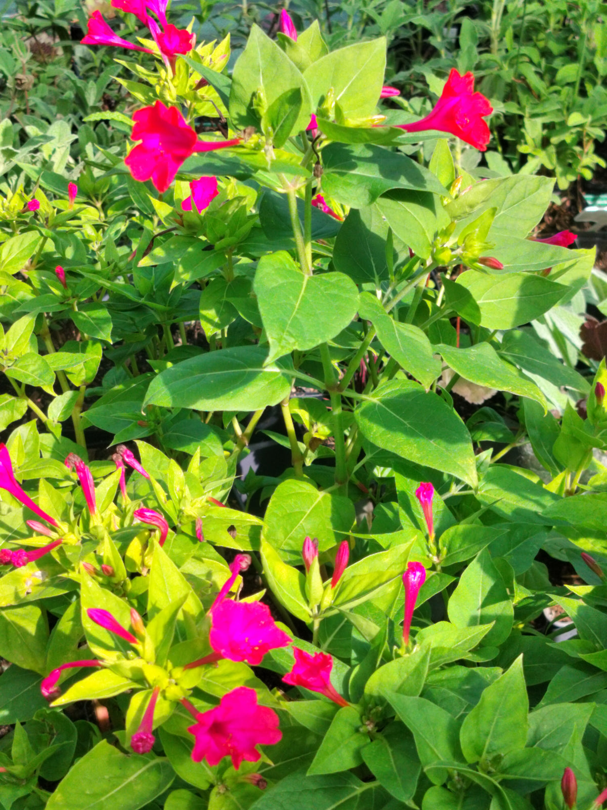 Mirabilis jalapa