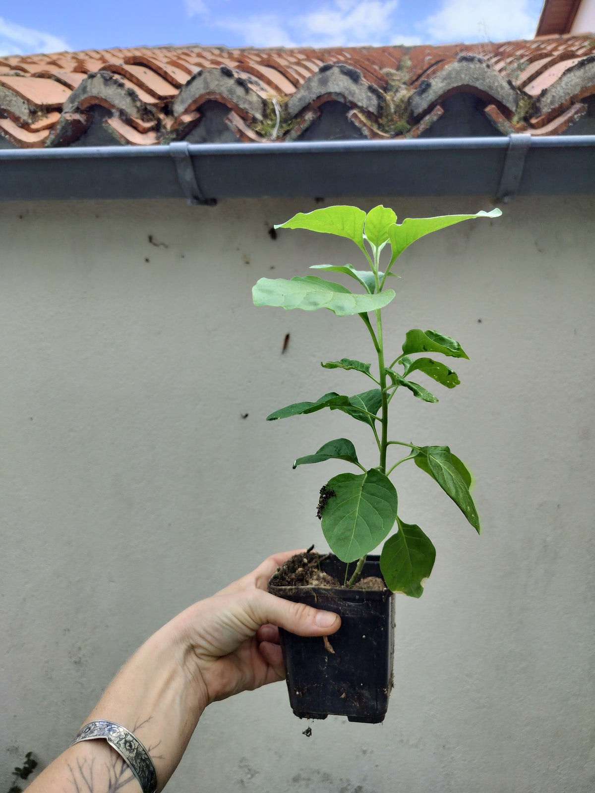 Withania somnifera - Ashwagandha