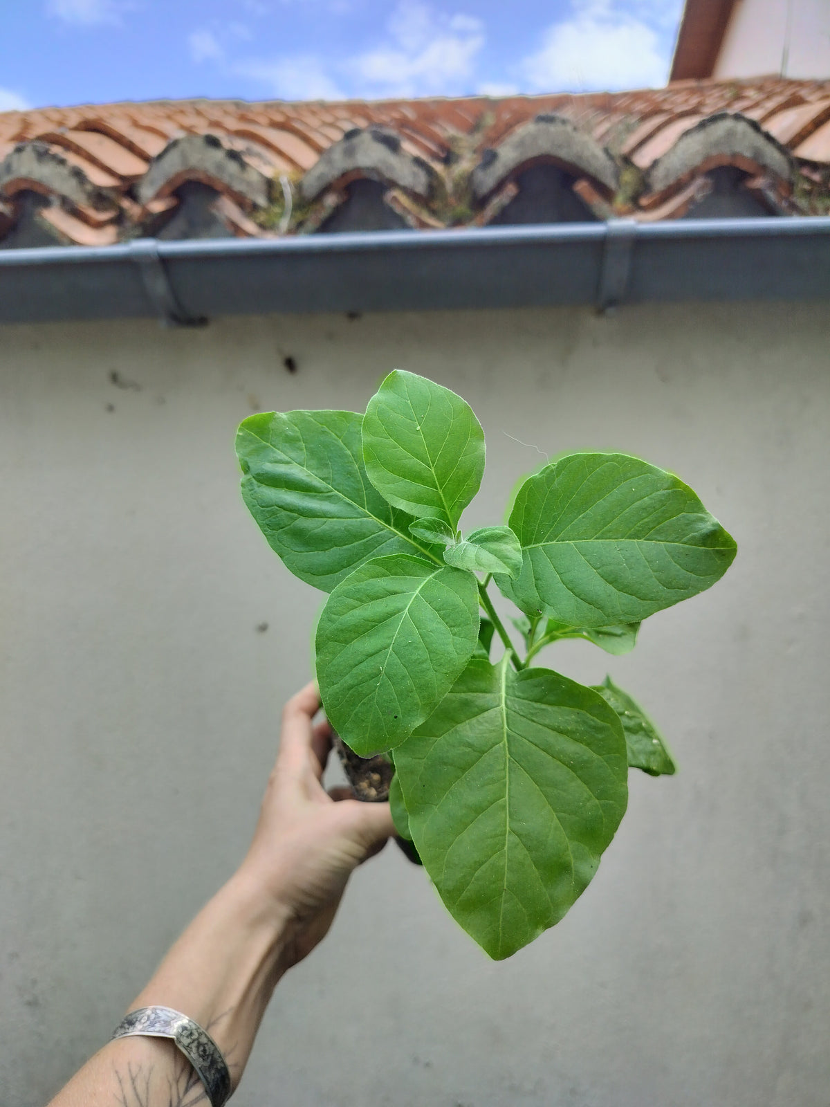 Withania somnifera - Ashwagandha