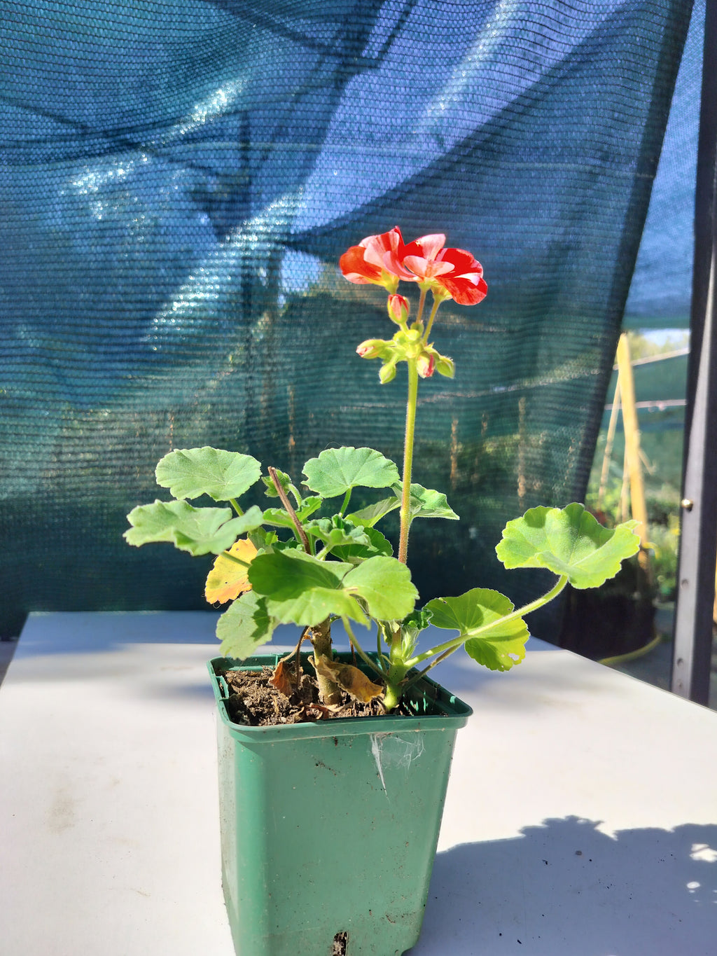 Pelargonium x hortorum Flic Flac Red Nova