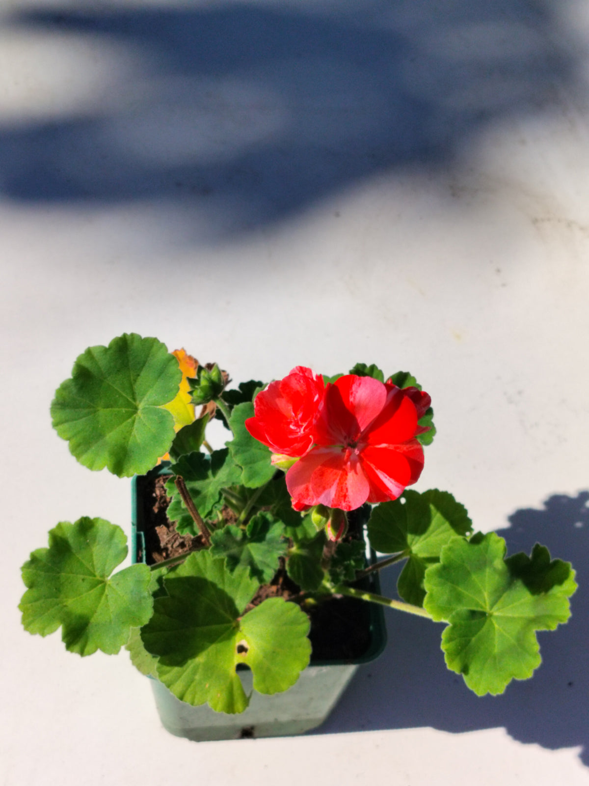Pelargonium x hortorum Flic Flac Red Nova