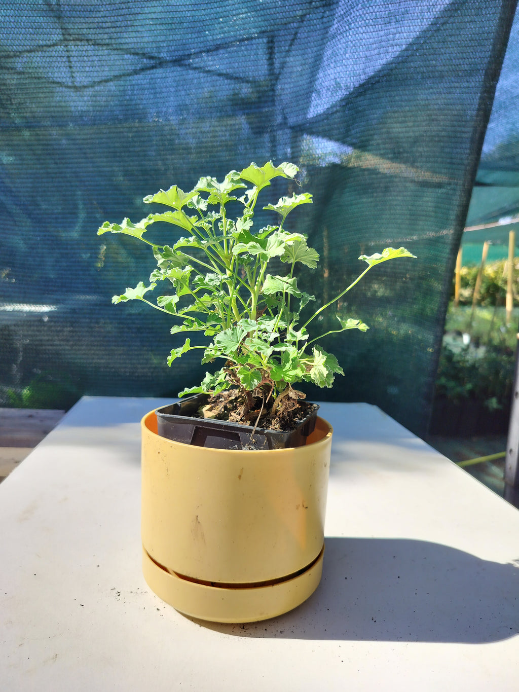 Pelargonium × fragrans
