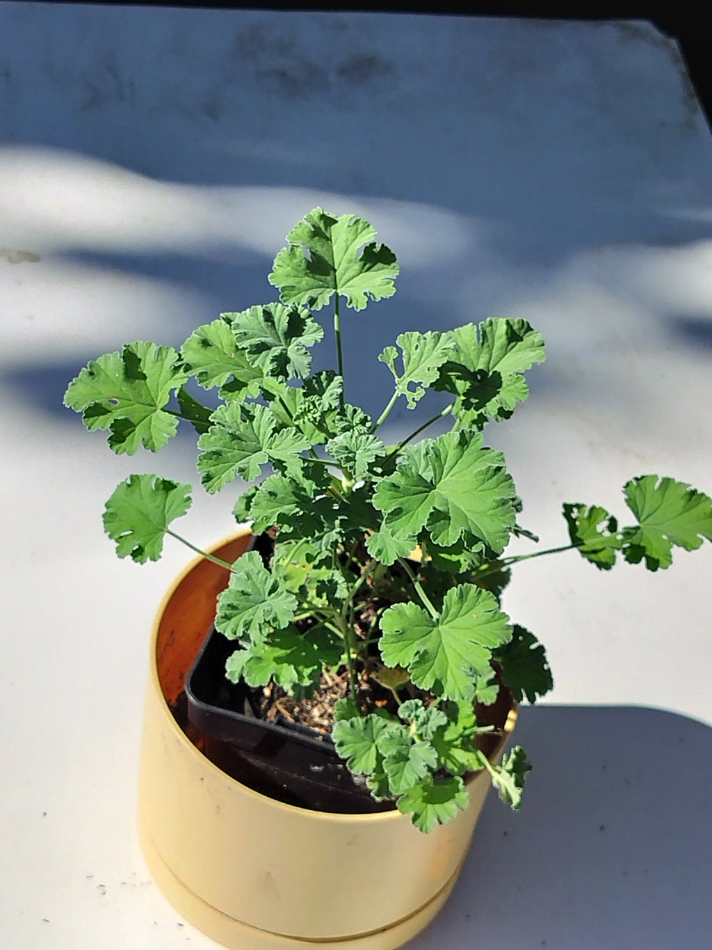 Pelargonium × fragrans