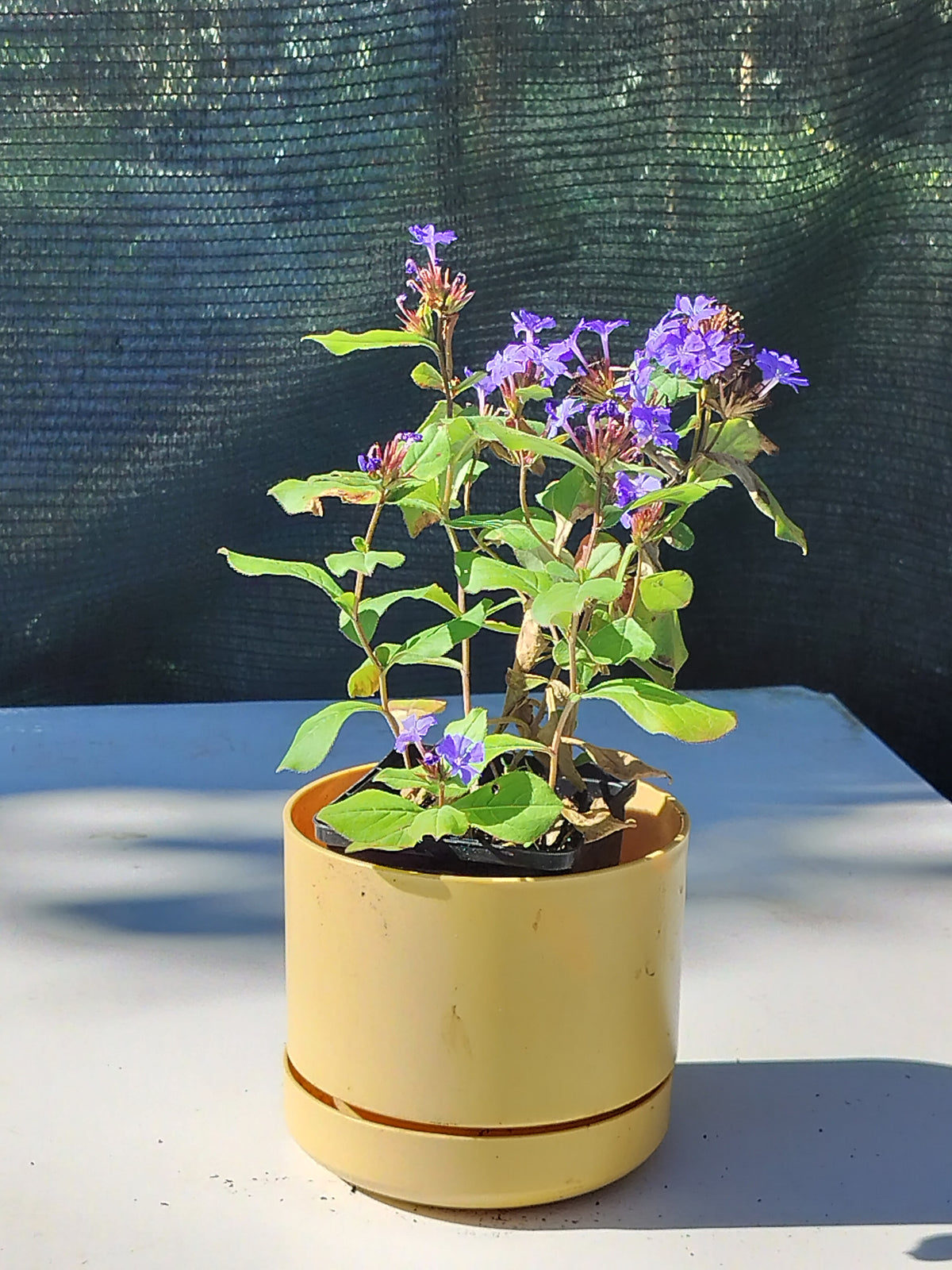 Ceratostigma plumbaginoides 