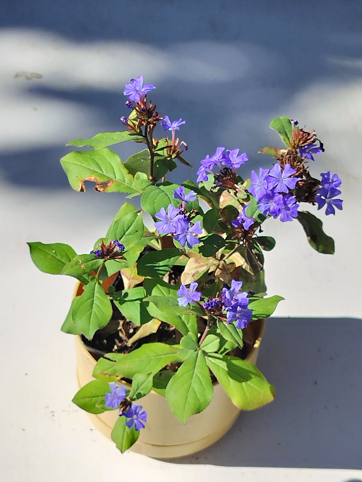 Ceratostigma plumbaginoides 