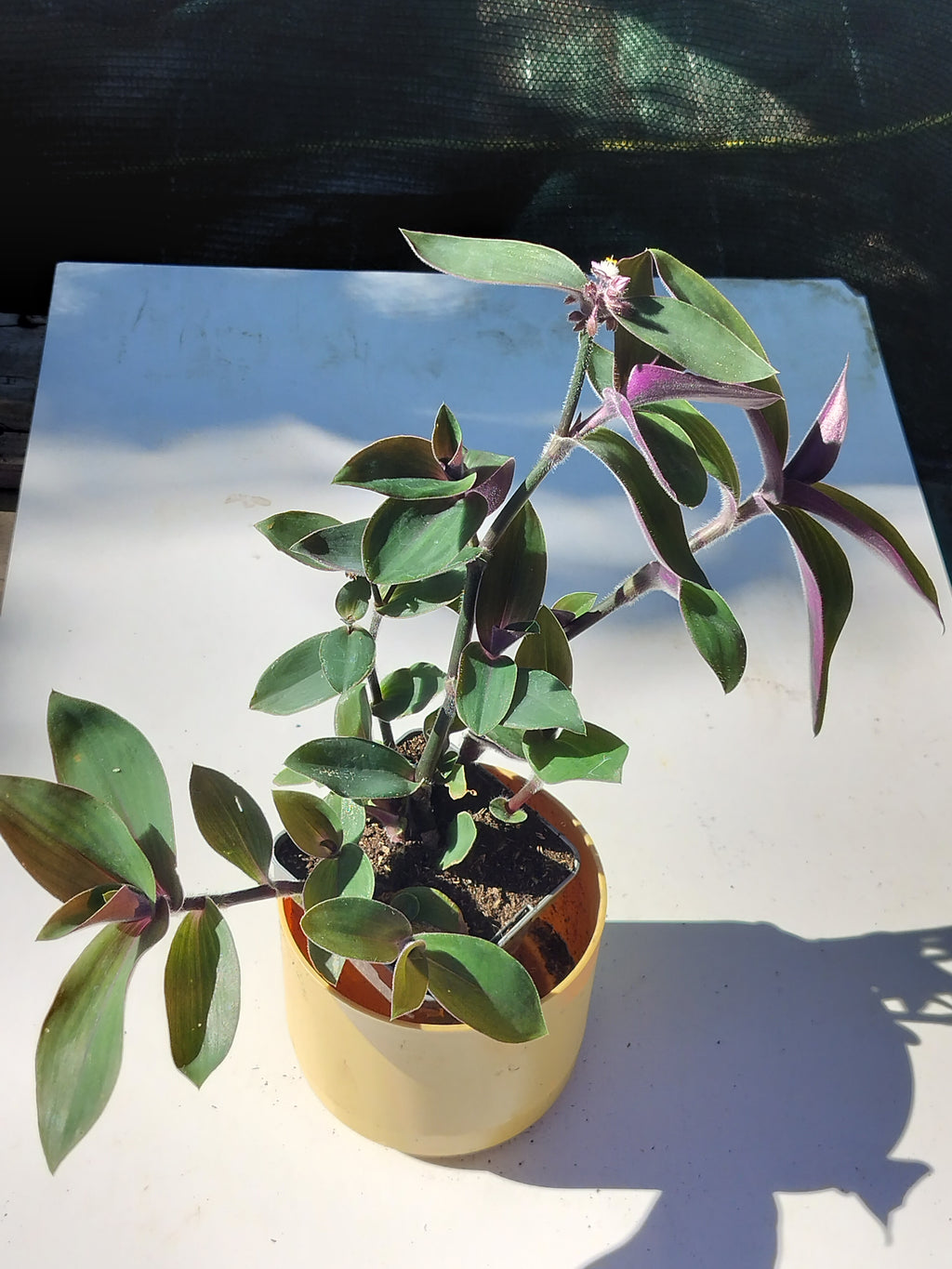 Tradescantia blossfeldiana Red Hill